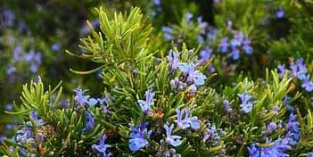 Herbes Aromatiques - Plantes Aromatiques - Rosmarinus Officinalis