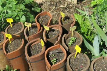 Recycler des Tuiles pour Cultiver des Légumes Racines