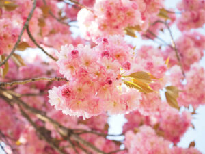 Cerisier en Fleur - Cerisier à Fleurs