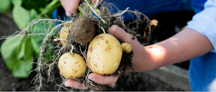 Main récolte pomme de terre
