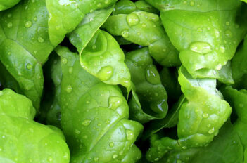 laitue semis recolte