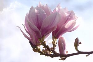 magnolia caduc en fleurs