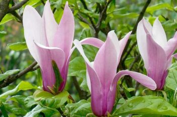Magnolias Caducs - Planter les Magnolias Caducs