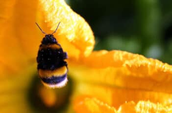 Pollinisation des Courgettes - Planter Courgette