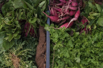 Quel Sol pour les Légumes - Légumes Adaptés Type de Sol