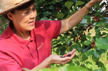 Soins des Fruitiers en été - Travaux au Verger en été