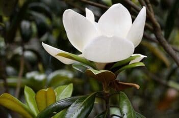 Entretien Magnolia - Magnolia ne Fleurit pas
