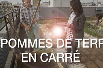 Quand Planter les Pommes de Terre - Période pour Planter les Pommes de Terre