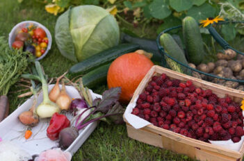 Entretien du potager en été - Comment Entretenir Potager été