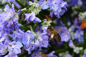 Les plantes mellifères : Essentielles pour les abeilles