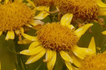 Culture de l'Arnica - Arnica Espèce Délicate à Cultiver
