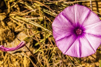 Désherber Jardin - Désherber son jardin sans abîmer les fleurs