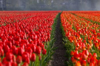 Massif de Fleurs Rouge écarlate - Jardin Lumineux de l'été à l'automne