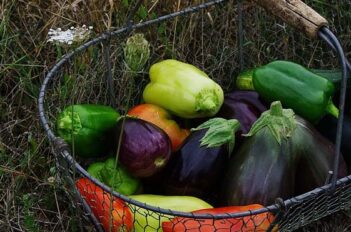 Potager en Août - Travaux du Jardin Potager en Août
