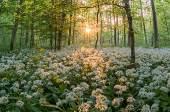 Ail des Ours en Automne - Comment le Cultiver Ail des Ours