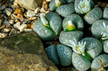 Lithops - Plante Cailloux - Lithops Entretien