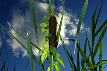 Typha Latifolia - Utilisations De Typha Latifolia