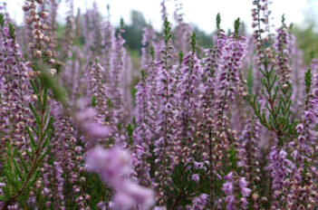 Bruyere Erica - Cultiver ses Bruyères en Novembre