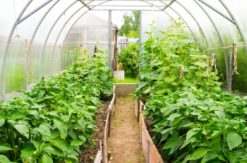 Serre avec légumes
