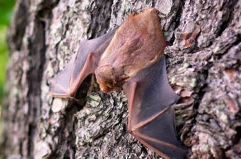 Guano de chauves-souris -Propriétés de Chauves-souris