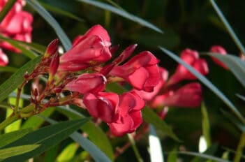 Laurier Rose - Protection du Laurier Rose en Hiver