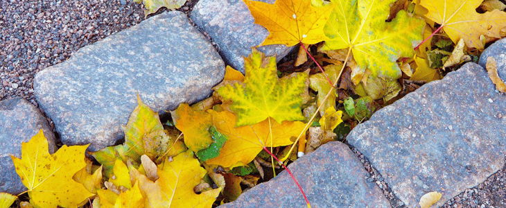Feuilles jaunes : les causes des feuilles jaunes