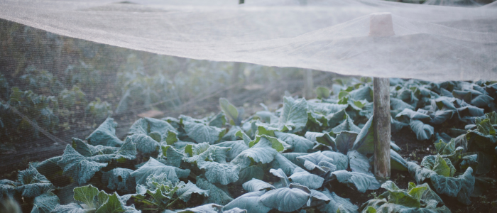 Protection des légumes