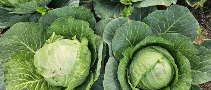 Choux légumes à feuilles