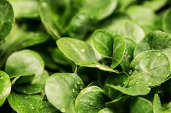 légumes qui peuvent rester en terre en hiver