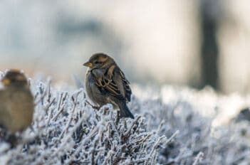 oiseaux en hiver