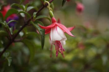 refleurir vos fuchsias