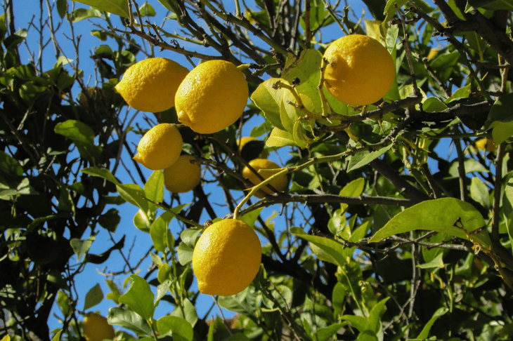 citronnier des 4 saisons : culture et entretien