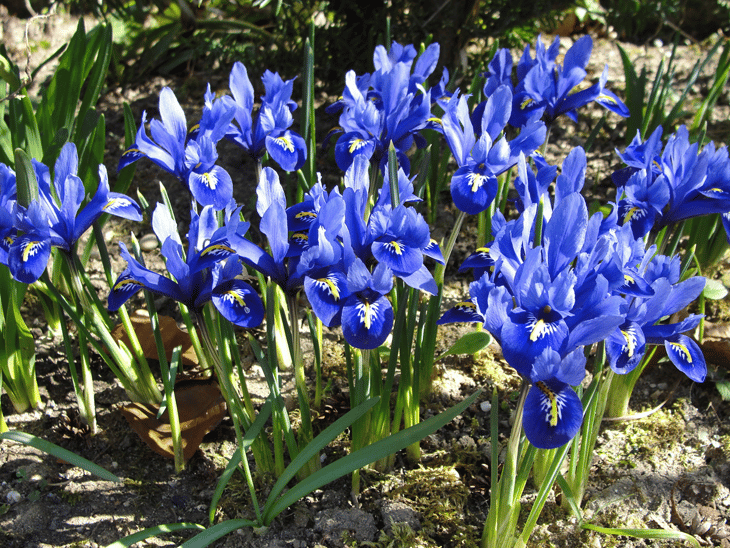 iris - entretien iris - culture iris