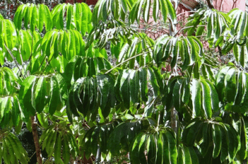 schefflera - Entretien du schefflera