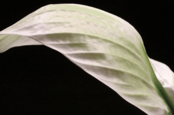 Spathiphyllum - culture du Spathiphyllum