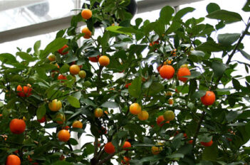 oranger calamondin