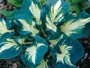 Plantes à feuillages bleutés