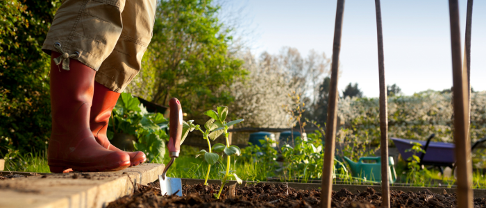 potager en production