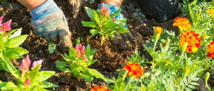 Plantation fleurs été