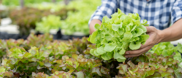 salade cueillis du potager