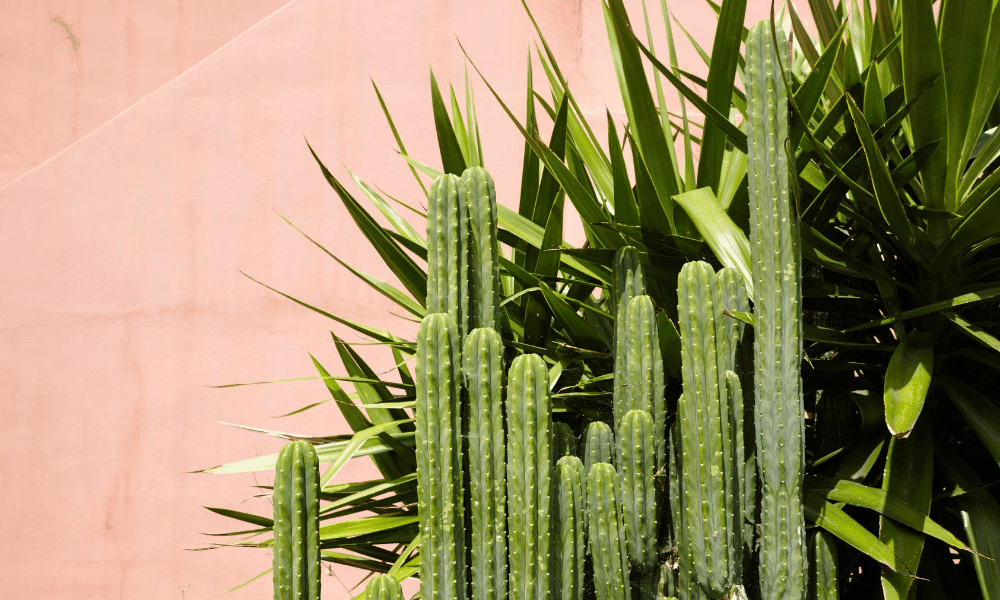 arrosage cactus