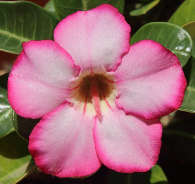 Rose du désert, Adenium : une fleur résistante à la sécheresse
