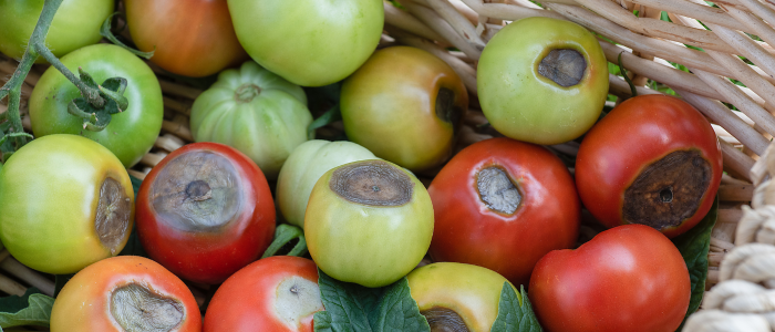 tomates avec partie noir, cul noir de la tomate