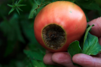 Tomate avec une partie noire, nécrose apicale