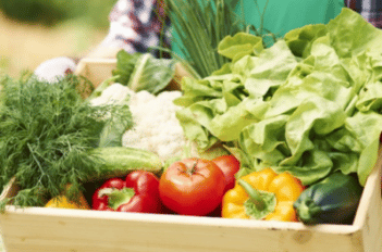 jardinier professionnel potager