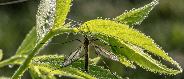 Top 7 des plantes anti-moustique ! Efficace et naturel !
