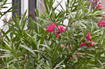 Jardinier paysagiste à Germigny sous coulombs