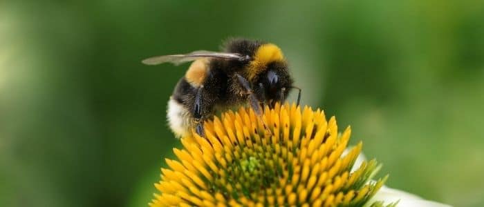 abeille polinisatrice