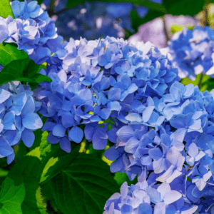 Hortensias bleus