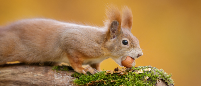 Nourriture écureuils